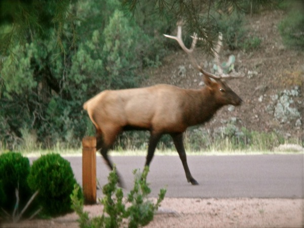 real elk!
