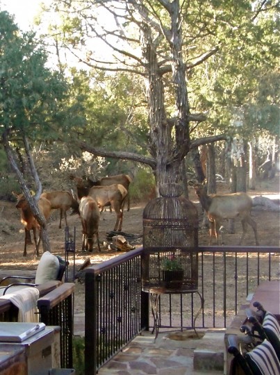 elk and birdcage