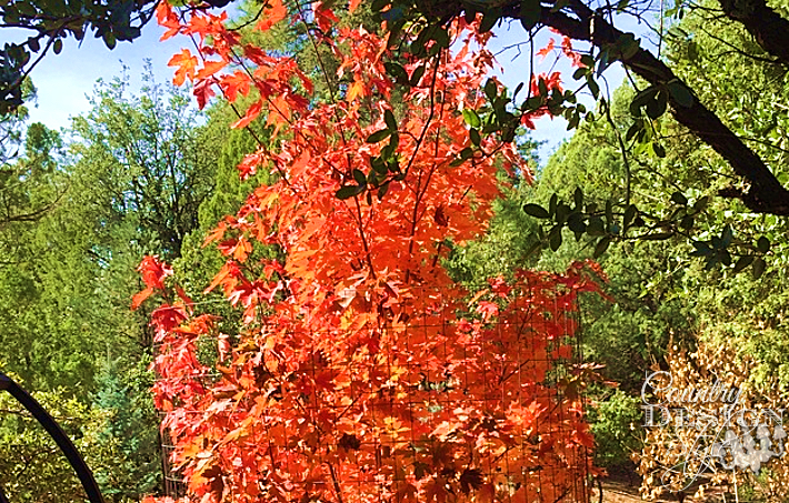 autumn maple tree | countrydesignstyle.com