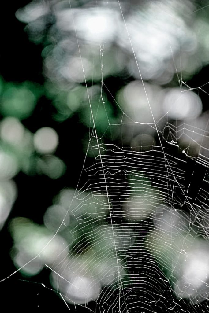 spiderweb on greens