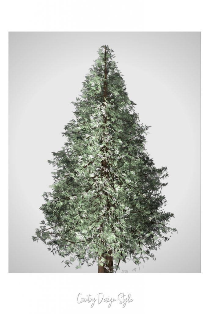 Pine Tree Picture Printable soft