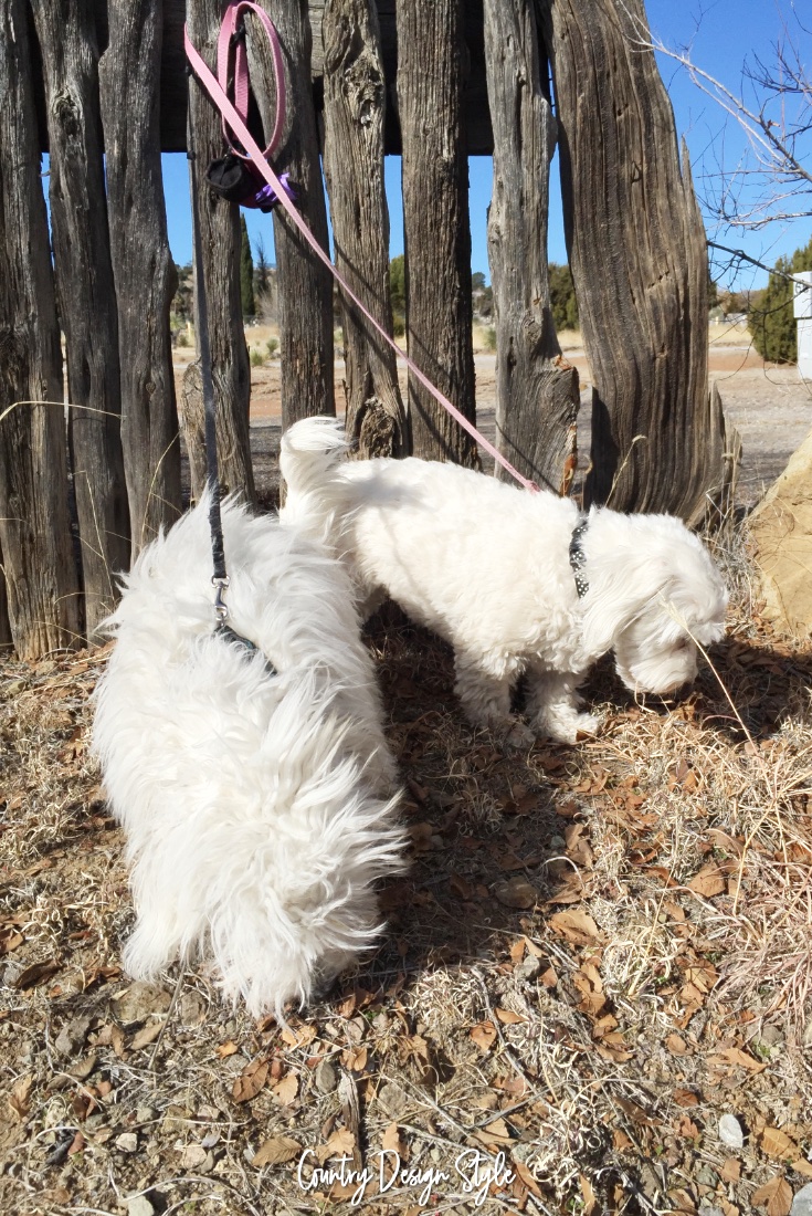 Emily and Otis acting like goats