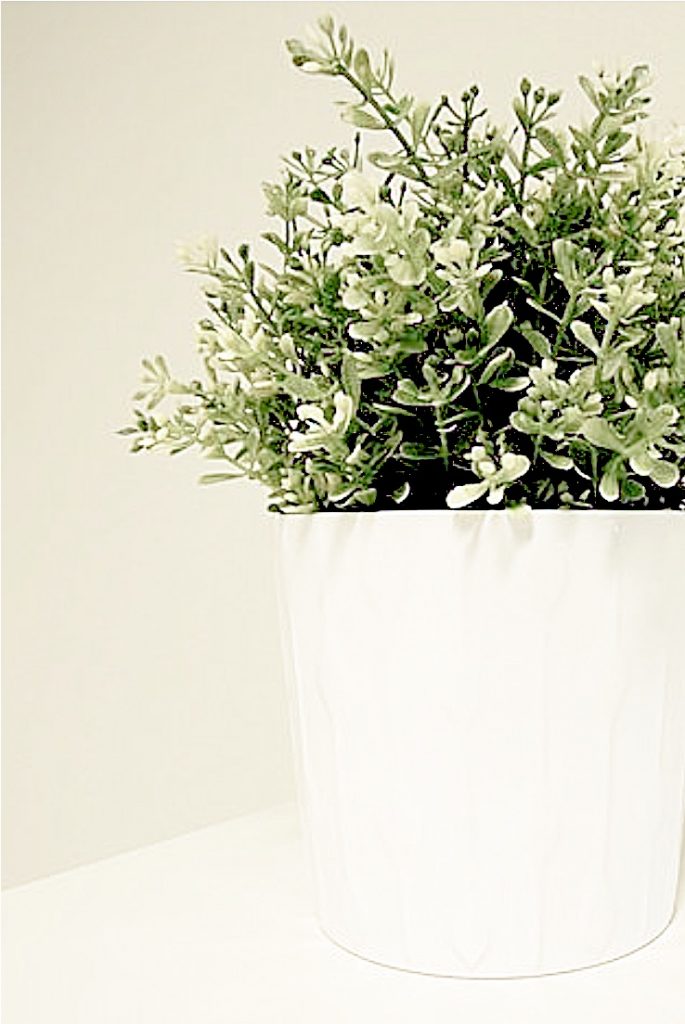 green plant in whtie vase