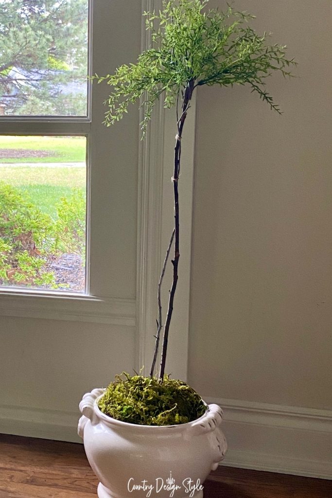 tall wood branch tree in white pot